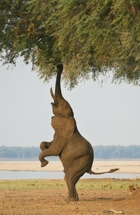 Photo:  Elephant acrobacy